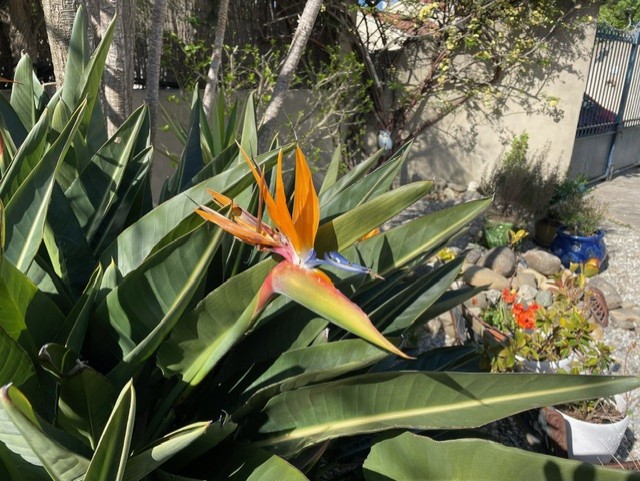 Strelitzia 518