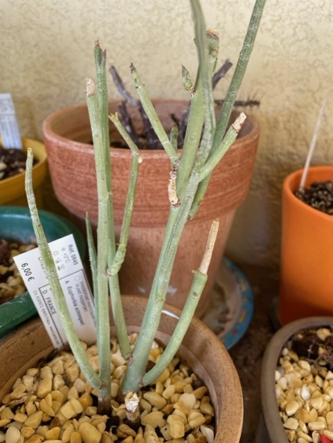 Euphorbia 613