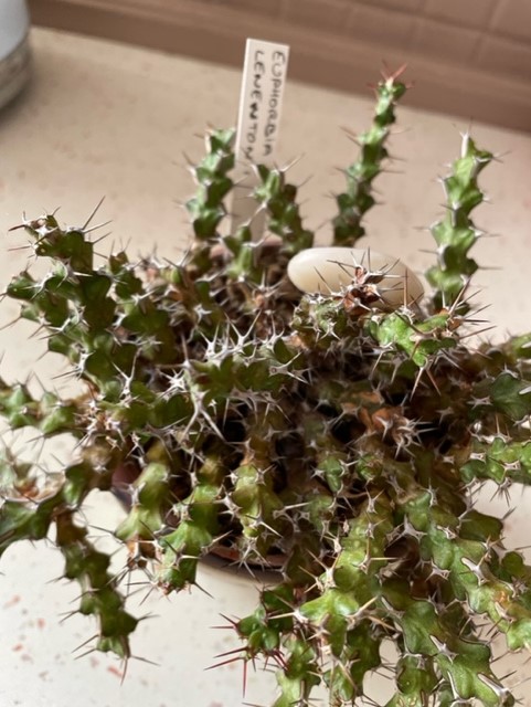 Euphorbia 912