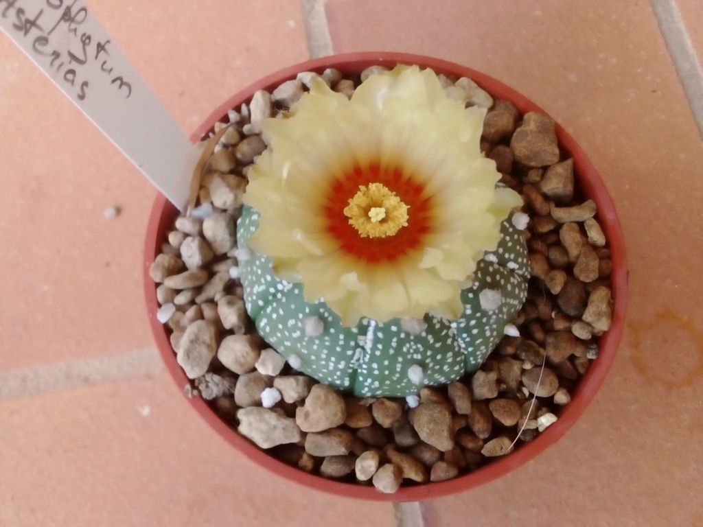 Astrophytum. Astrop10