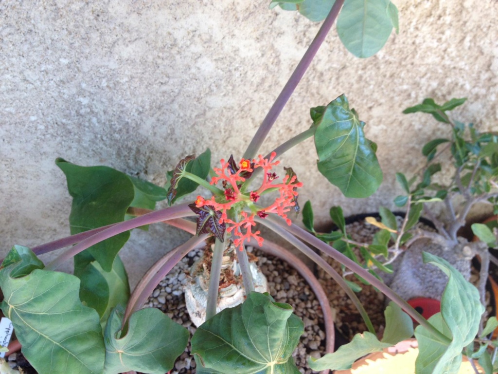 Jatropha podagrica - Page 14 File1-11