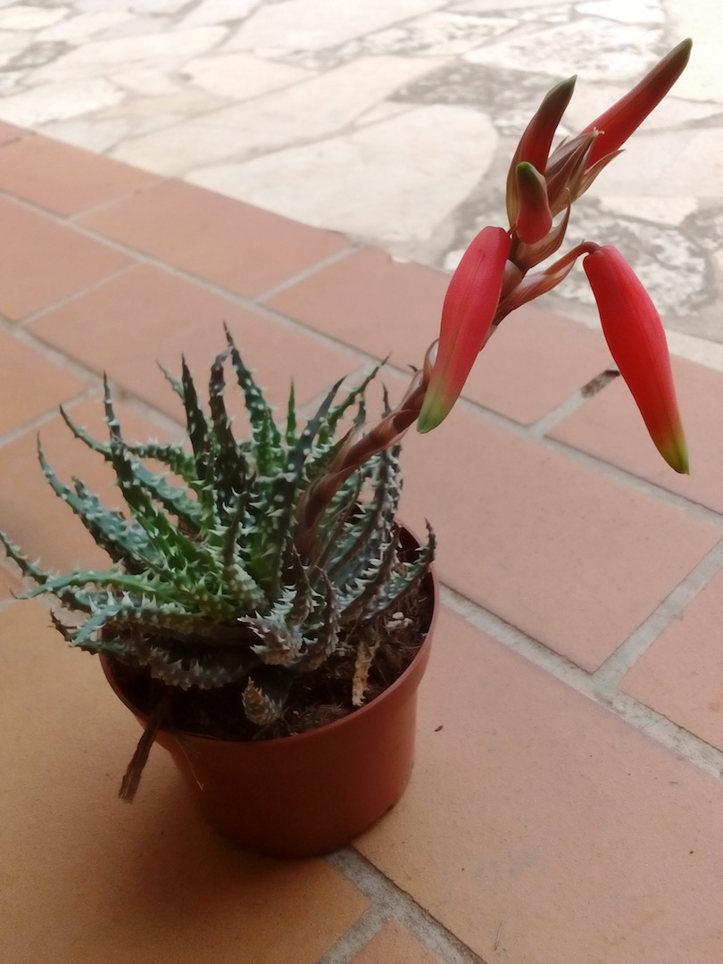 Aloe humilis Img_2170