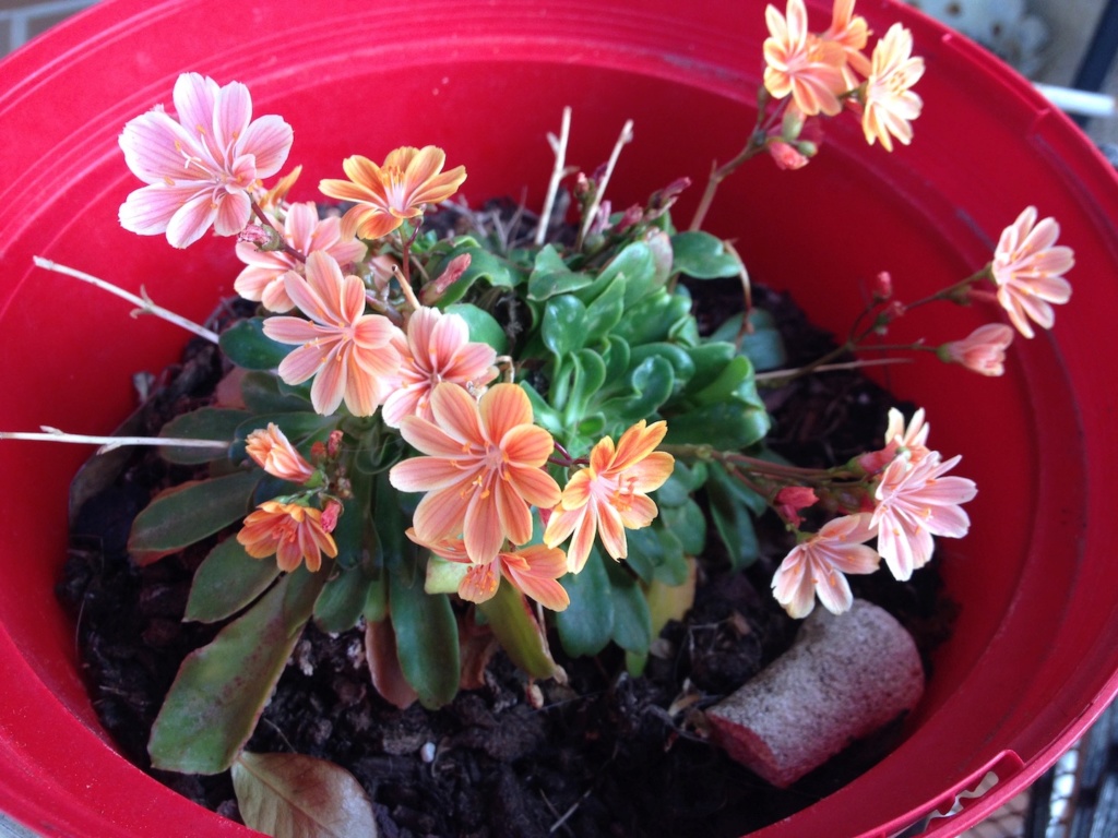 Lewisia pygmea Img_3023