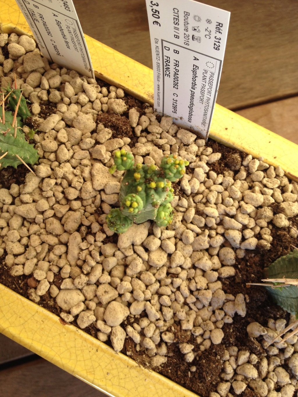 Euphorbia pseudoglobosa Img_5114