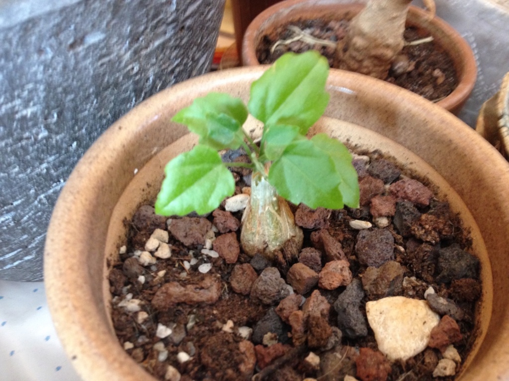 Euphorbia lactea 'White Ghost'  - Page 2 Img_6122