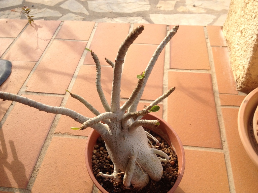 Adenium arabicum - Page 16 Img_6925