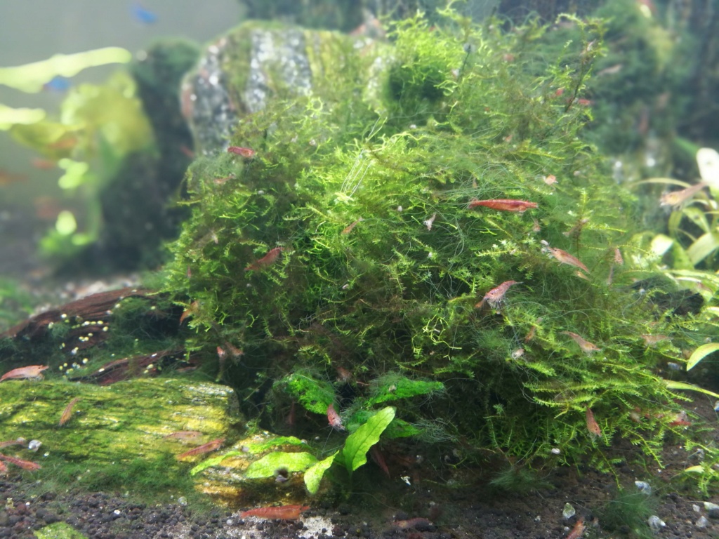 Algues filamenteuses, pinceau, plantes qui ne poussent plus. Img_2037