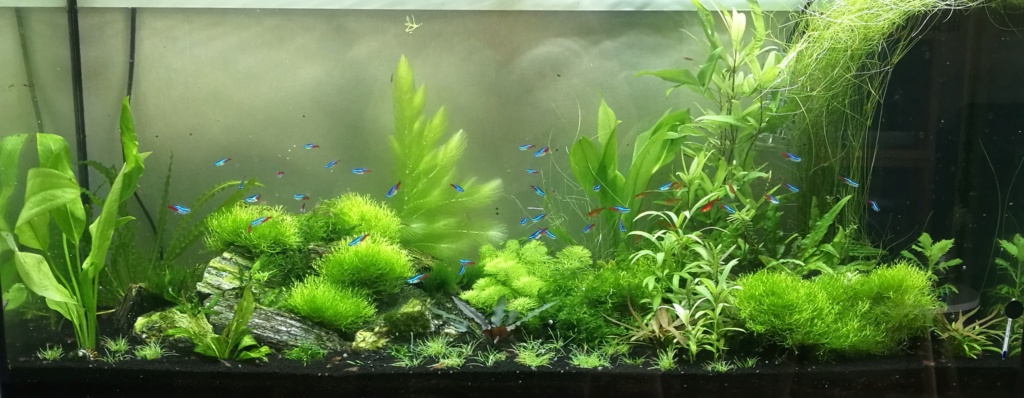 Algues filamenteuses, pinceau, plantes qui ne poussent plus. Img_2053