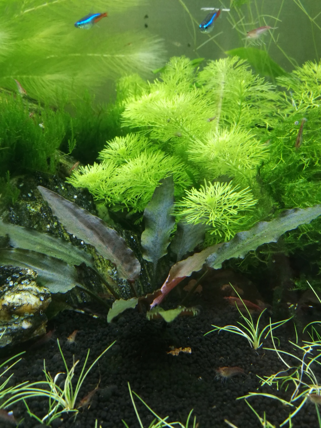 Algues filamenteuses, pinceau, plantes qui ne poussent plus. Img_2055