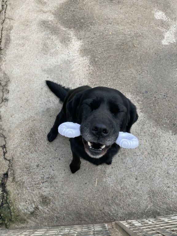 Leny (chien croisé labrador) 30ee9210