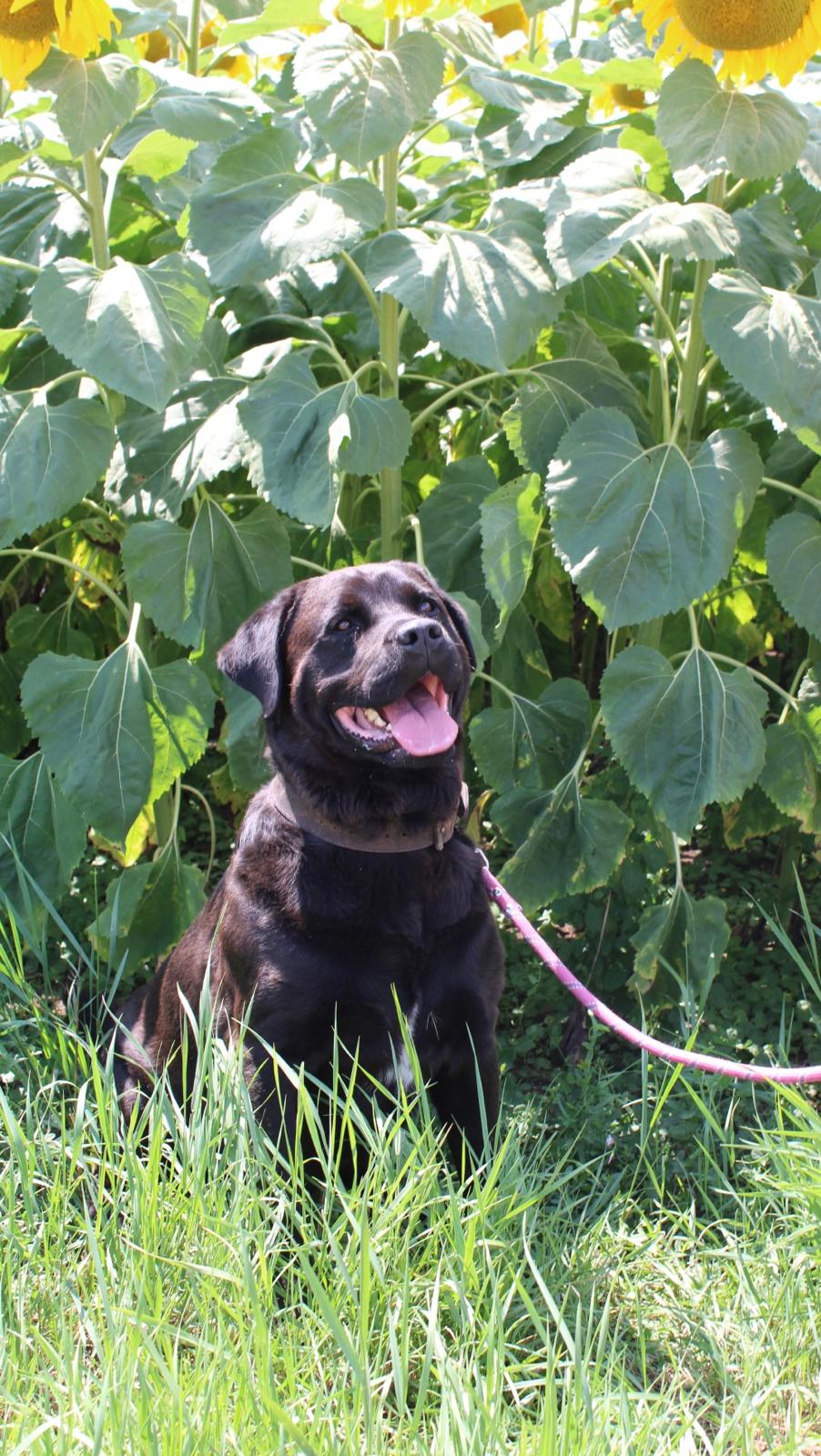 Rocky (mâle croisé cane corso) - Page 2 7a5c7010