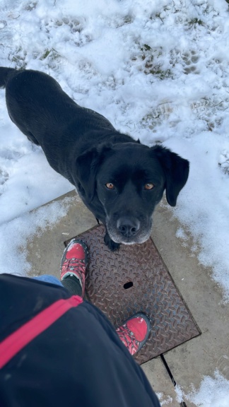 Leny (chien croisé labrador) F1776310