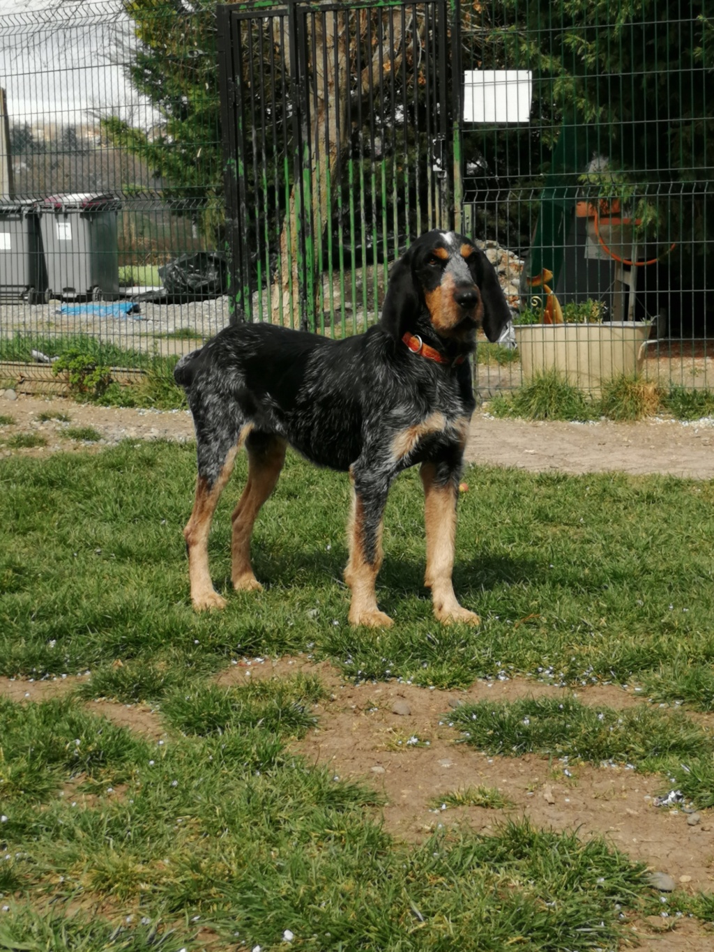 GEORGES - x griffon 11 ans  (4 ans de refuge) - Sos Animaux à Le Broc (63) Img_2124