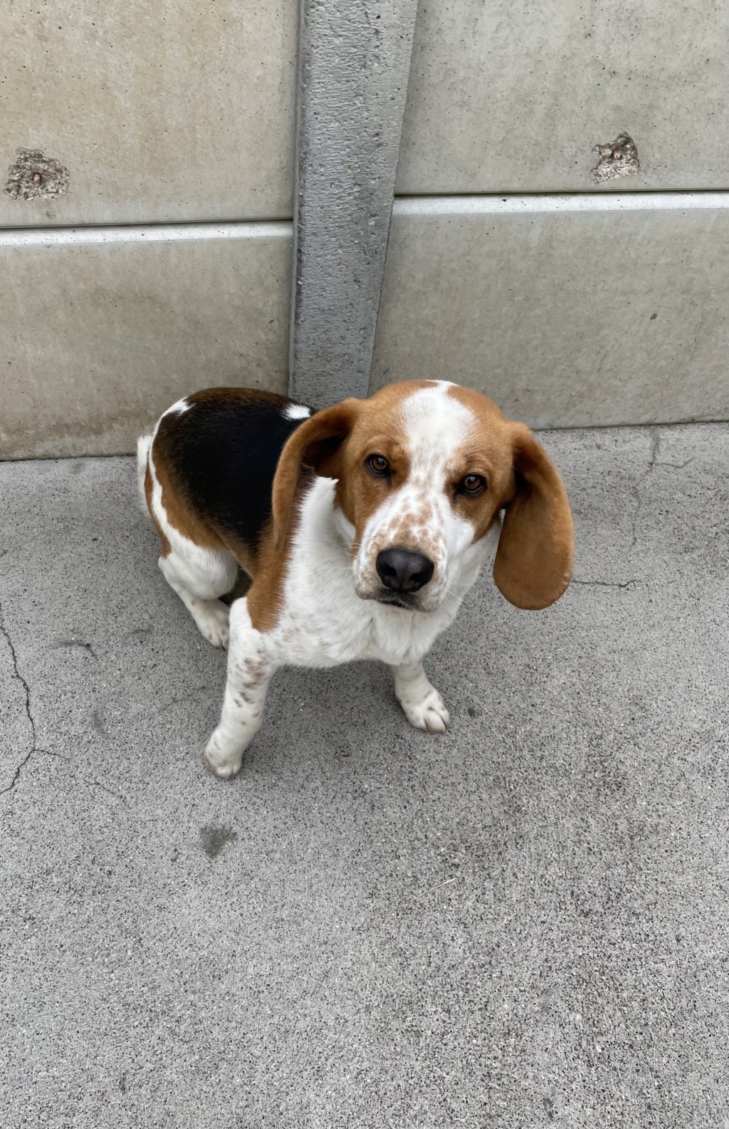 Tazz (mâle croisé beagle) Img_4811