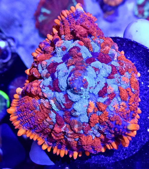 Stok coral masuk Pacific reef 27 september 2019 Img20129