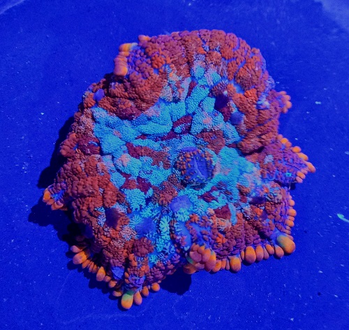 Stok coral masuk Pacific reef 27 september 2019 Img20130
