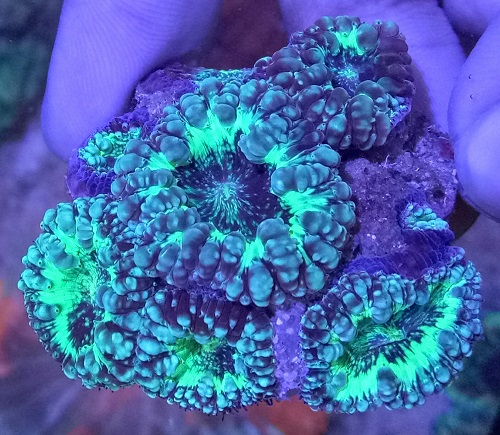 Stok coral masuk Pacific reef 27 september 2019 Img20132