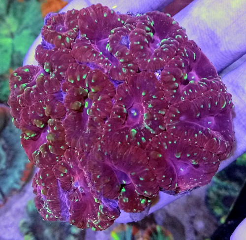 Stok coral masuk Pacific reef 27 september 2019 Img20133