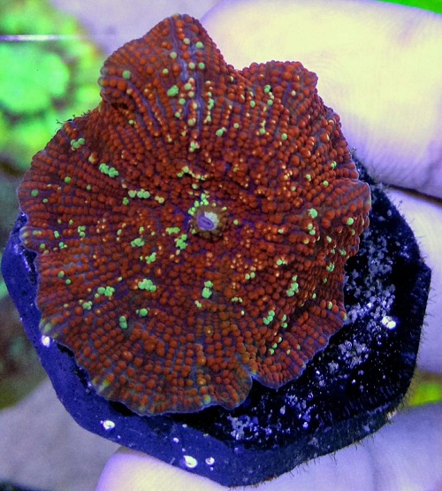 Stok coral masuk Pacific reef 3 september 2019 Thumbn17