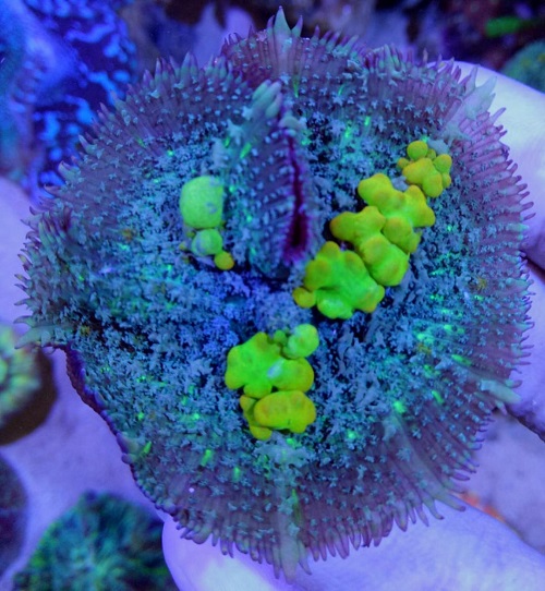 Stok coral masuk Pacific reef 5 september 2019 Thumbn22