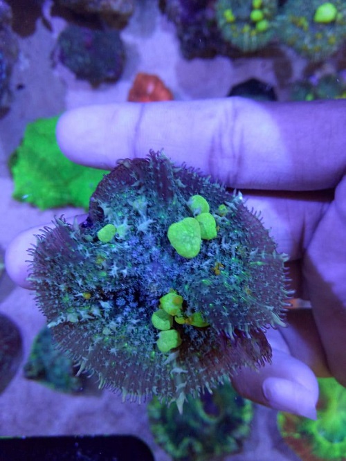 Stok coral masuk Pacific reef 5 september 2019 Thumbn34