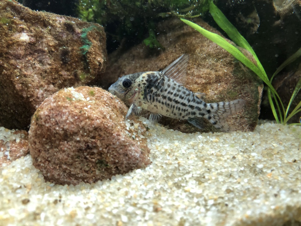 Corydoras Schartzi chez Daniel  9dcbce10