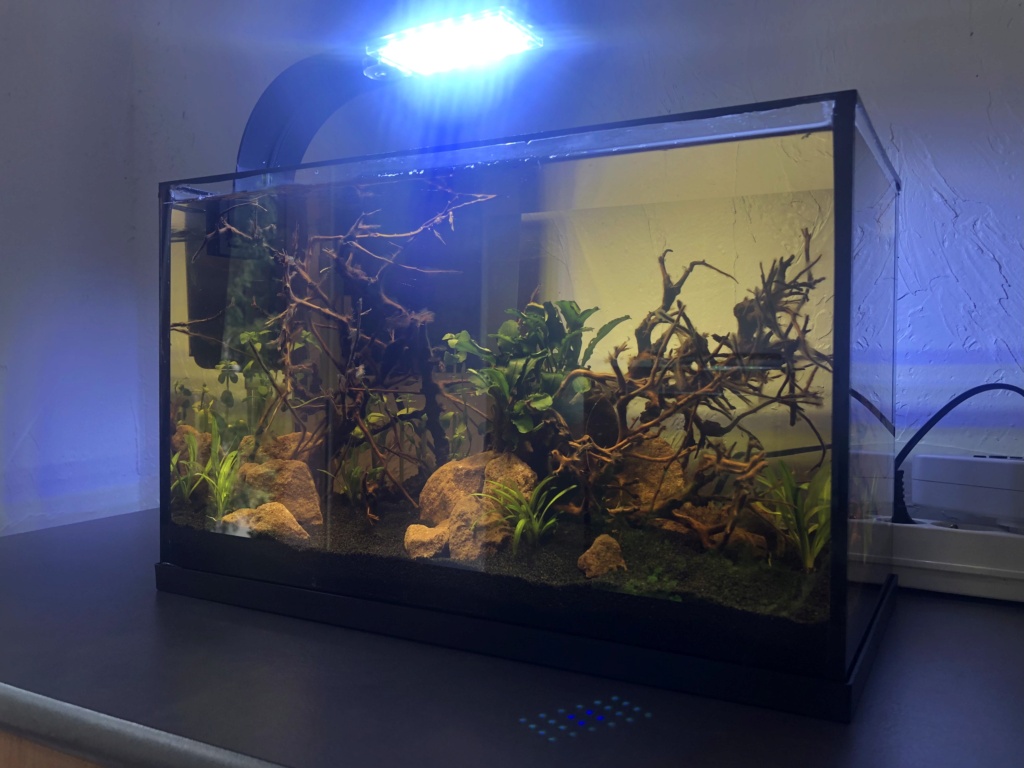 Le nano aquarium (20l) - Page 5 C3a44a10