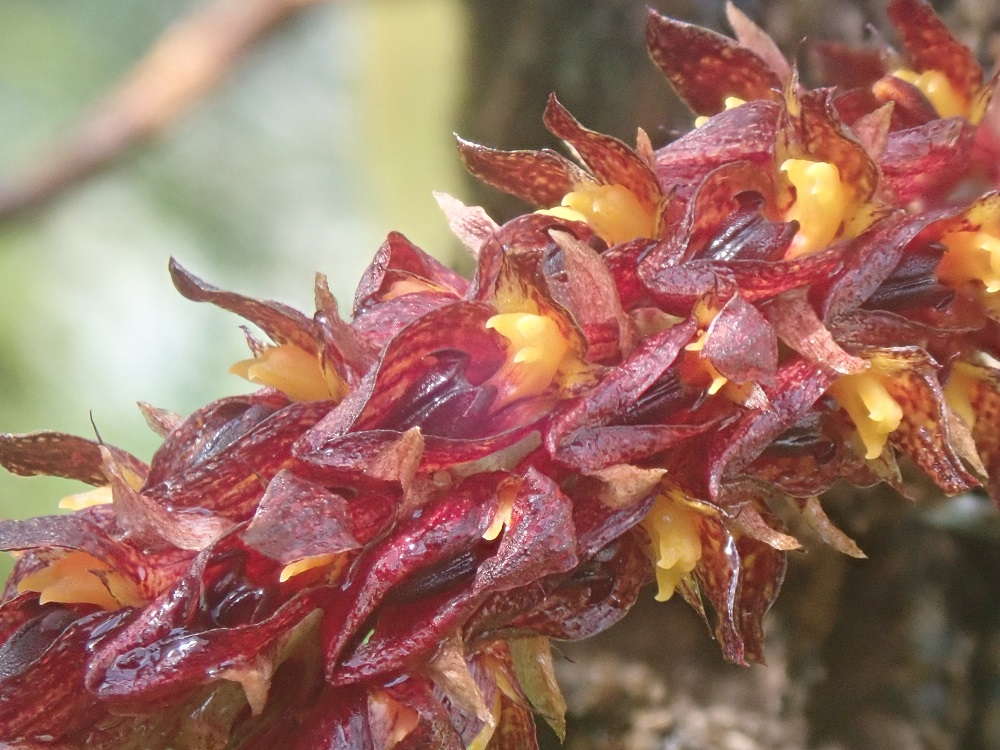 Identification orchidées diverses Bulbop18