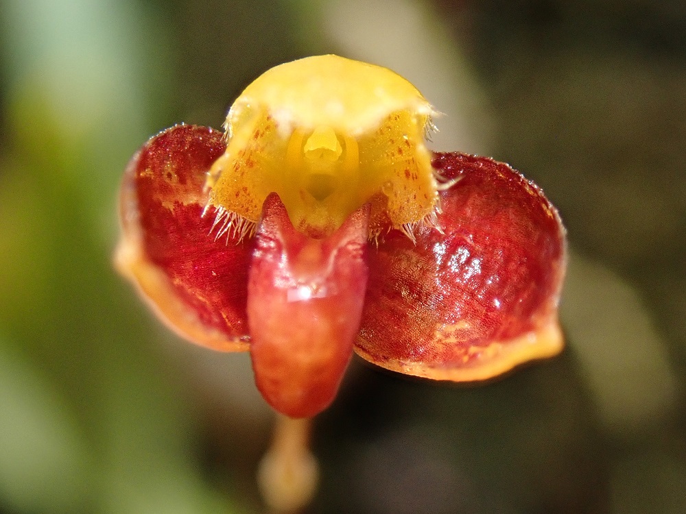 Identification orchidées diverses Bulbop20