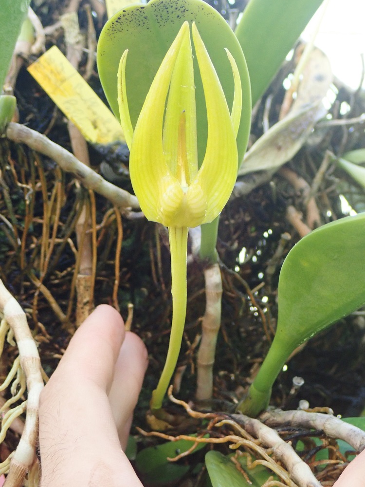 Identification orchidées diverses Bulbop27