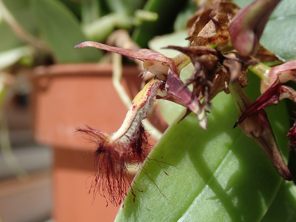 Bulbophyllum barbigerum Bulbop29