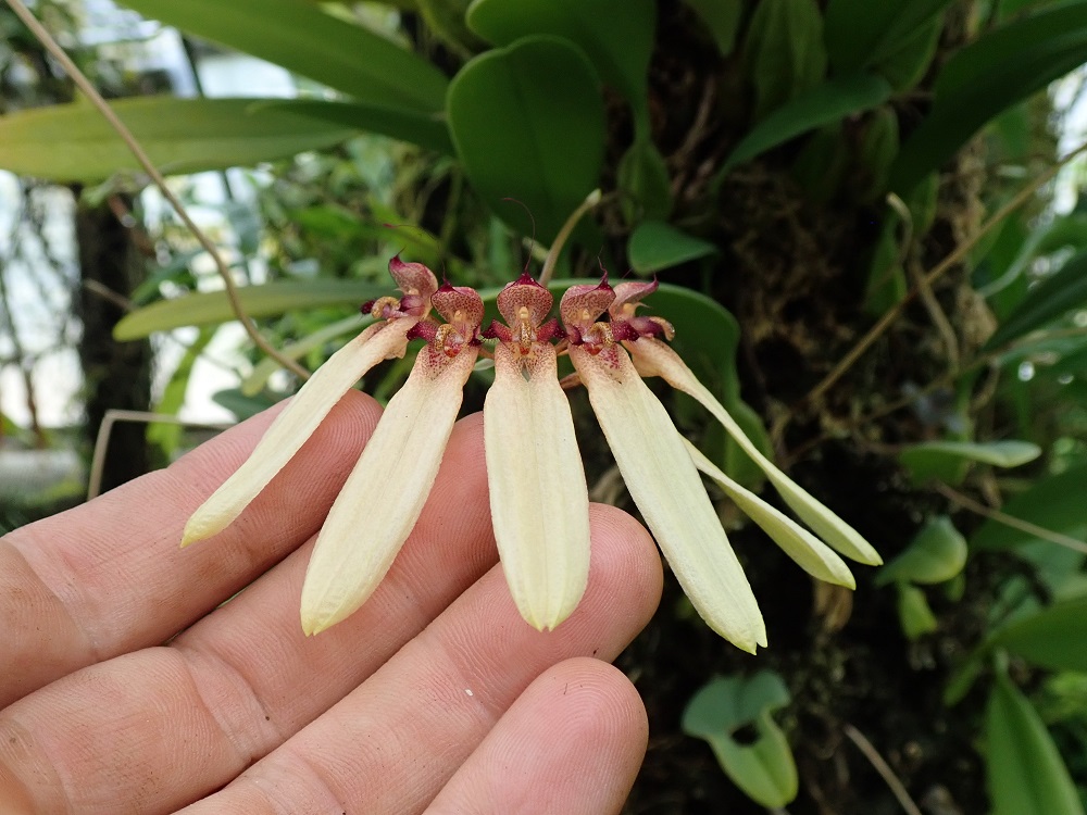 Bulbophyllum makoyanum Bulbop30