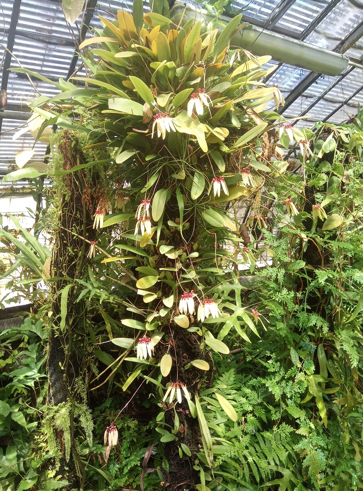 Bulbophyllum makoyanum Bulbop31