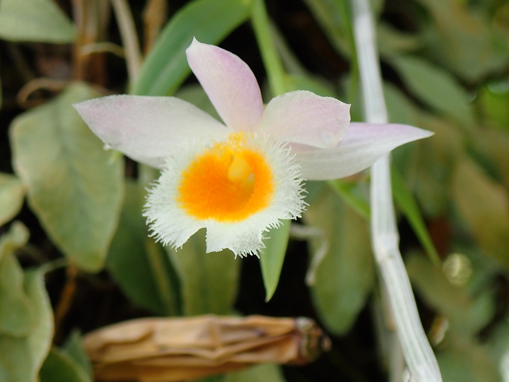 Identification orchidées diverses Dendro10