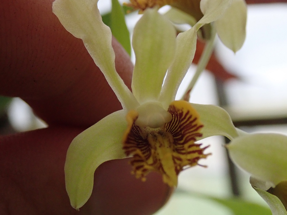 Identification orchidées diverses Orchid14