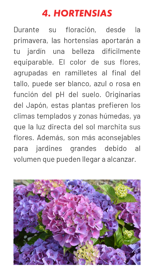 8 Plantas para las zonas de sombra de tu jardín Scree213