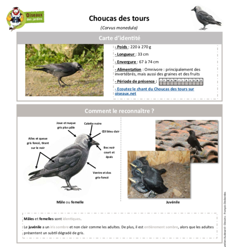 Choucas des tours, Corvus monedula Captur34