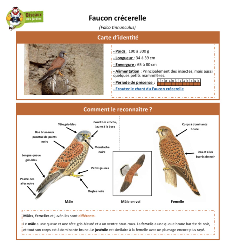 Faucon crécerelle, Falco tinnunculus Captur44