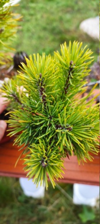 Pino Negro Japonés (Pinus thunbergii), Formación en Moyogui Img_2011