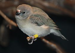 Diamante de Gould Gouldi10