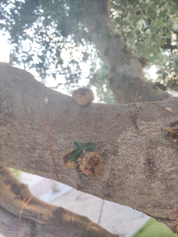 Enfermedad en olivo ornamental (ramas agrietadas y verrugas) 16628914