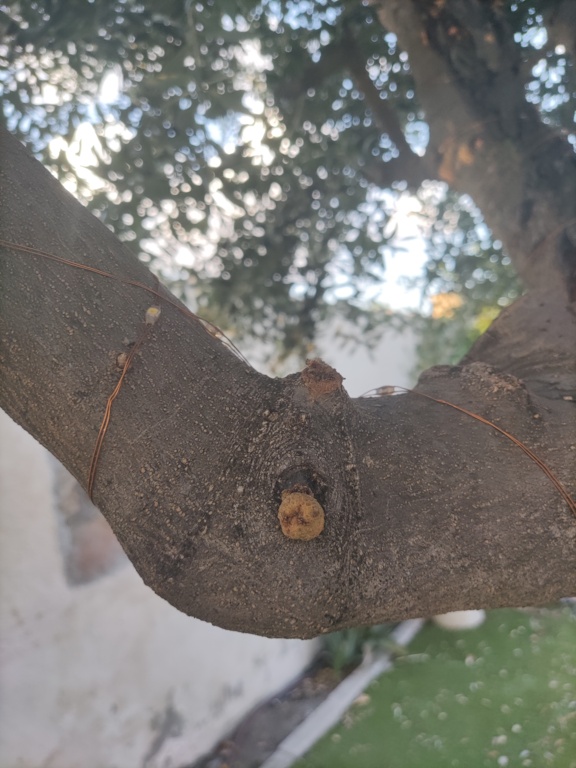 Enfermedad en olivo ornamental (ramas agrietadas y verrugas) 16628916