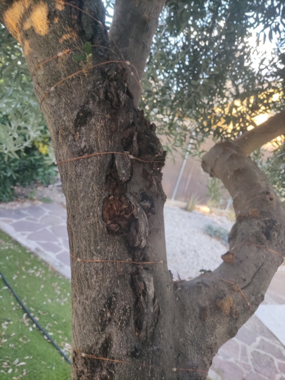 Enfermedad en olivo ornamental (ramas agrietadas y verrugas) 16628917