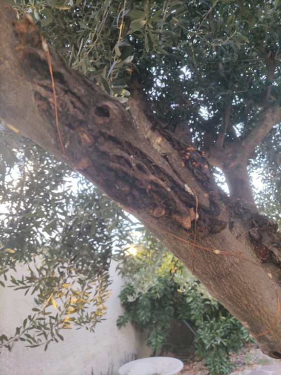 Enfermedad en olivo ornamental (ramas agrietadas y verrugas) 16628918