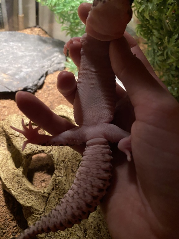 savoir le sexe de mon gecko léopard  2bfbd210