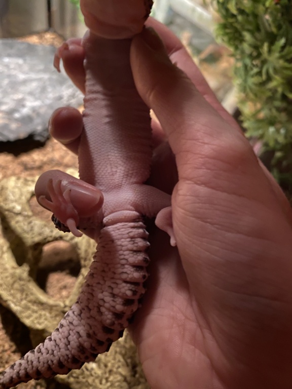 savoir le sexe de mon gecko léopard  Cbe55710