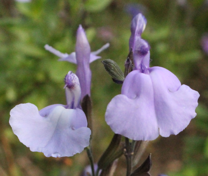 Salvia - Floraisons du moment 2024 1_1010