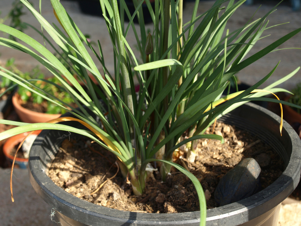 Tulbaghia violacea - [identification] A210