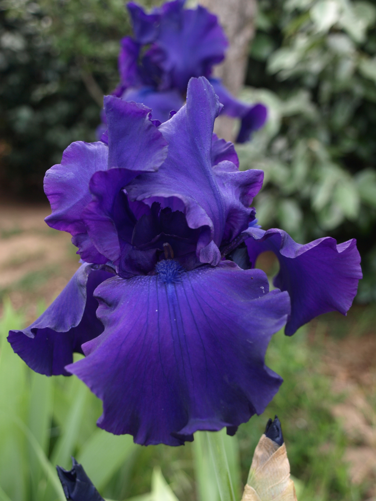 Iris bleu nuit, PB Bleu_210