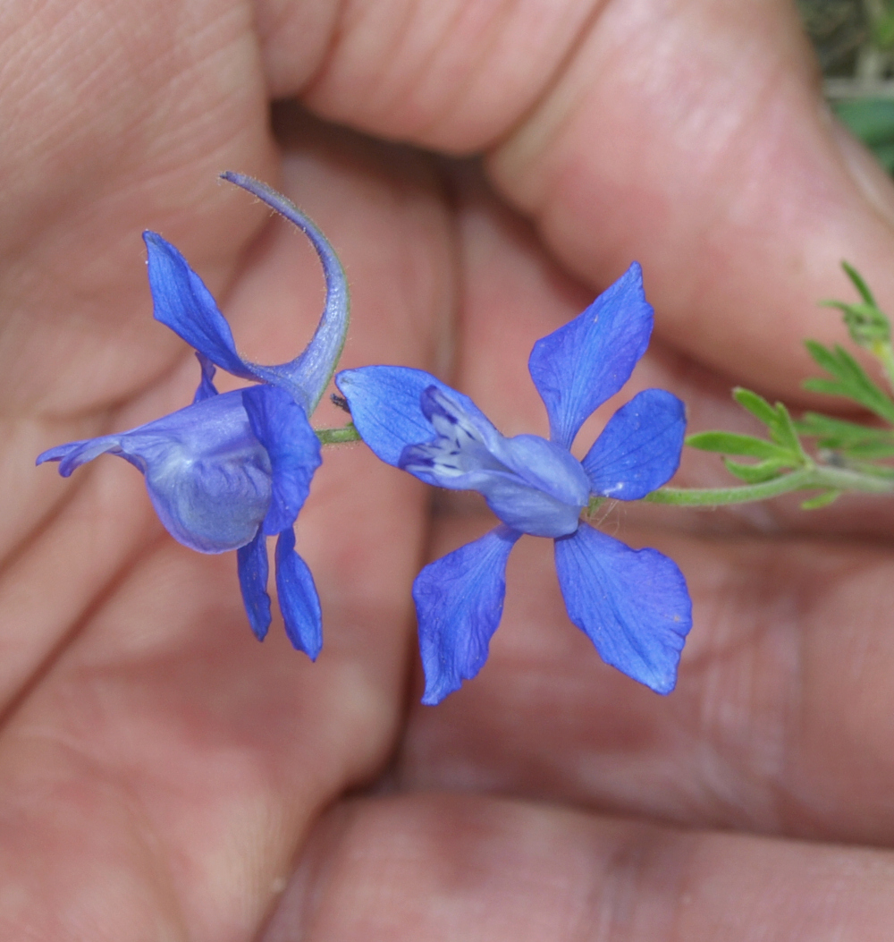 Magnifique petite bleue (identifiée) Delphinium consolida Bleue_11